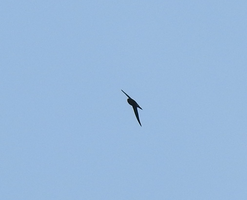 Himalayan Swiftlet - ML470257591