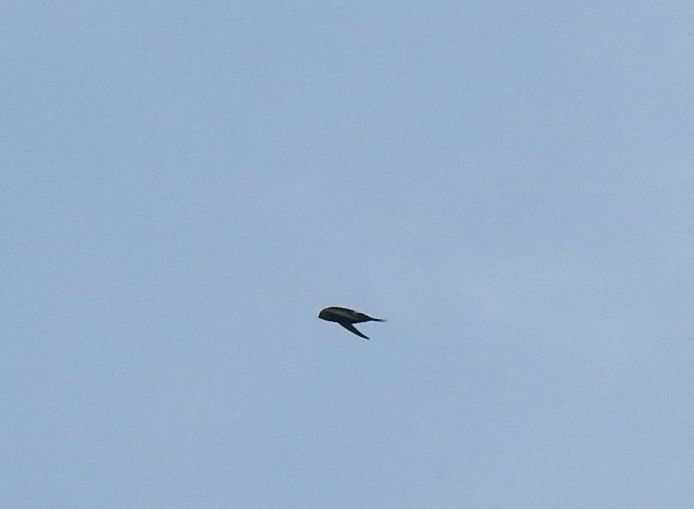 Himalayan Swiftlet - Anonymous