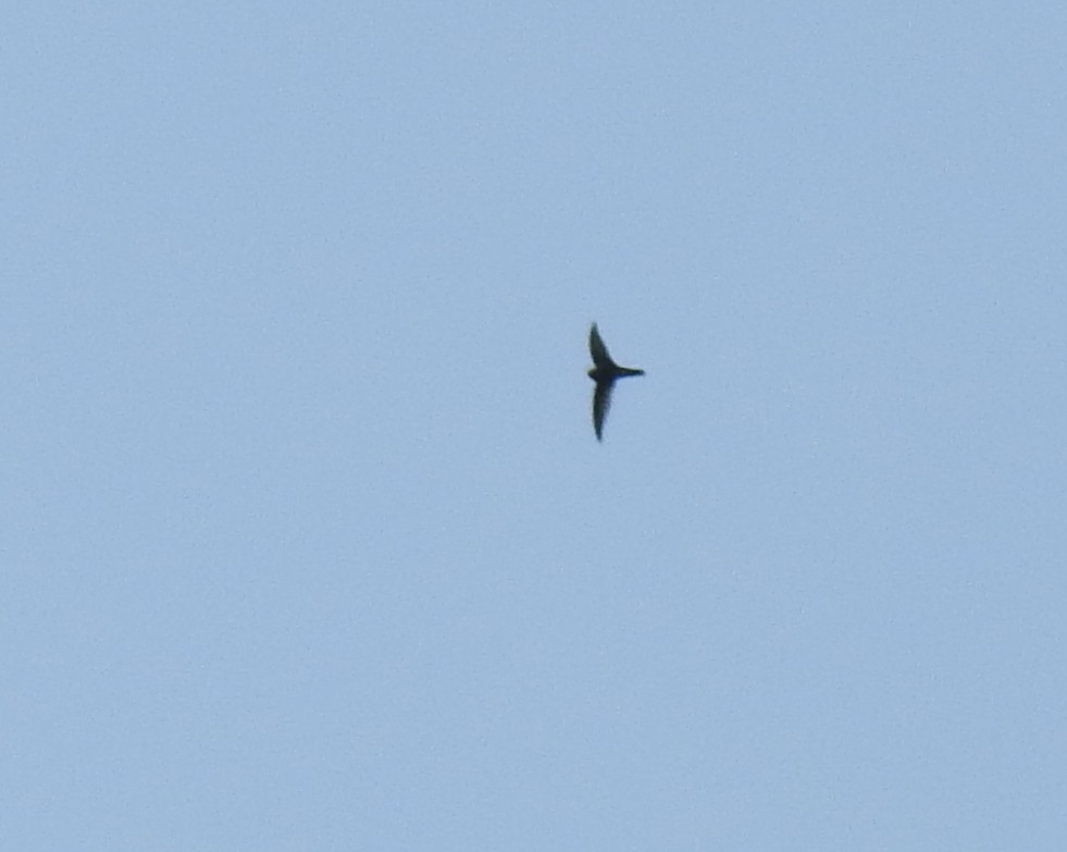 Himalayan Swiftlet - ML470257621