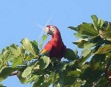 Scarlet Macaw - ML47026041