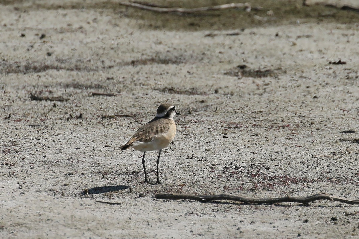 Kittlitz's Plover - ML470262801