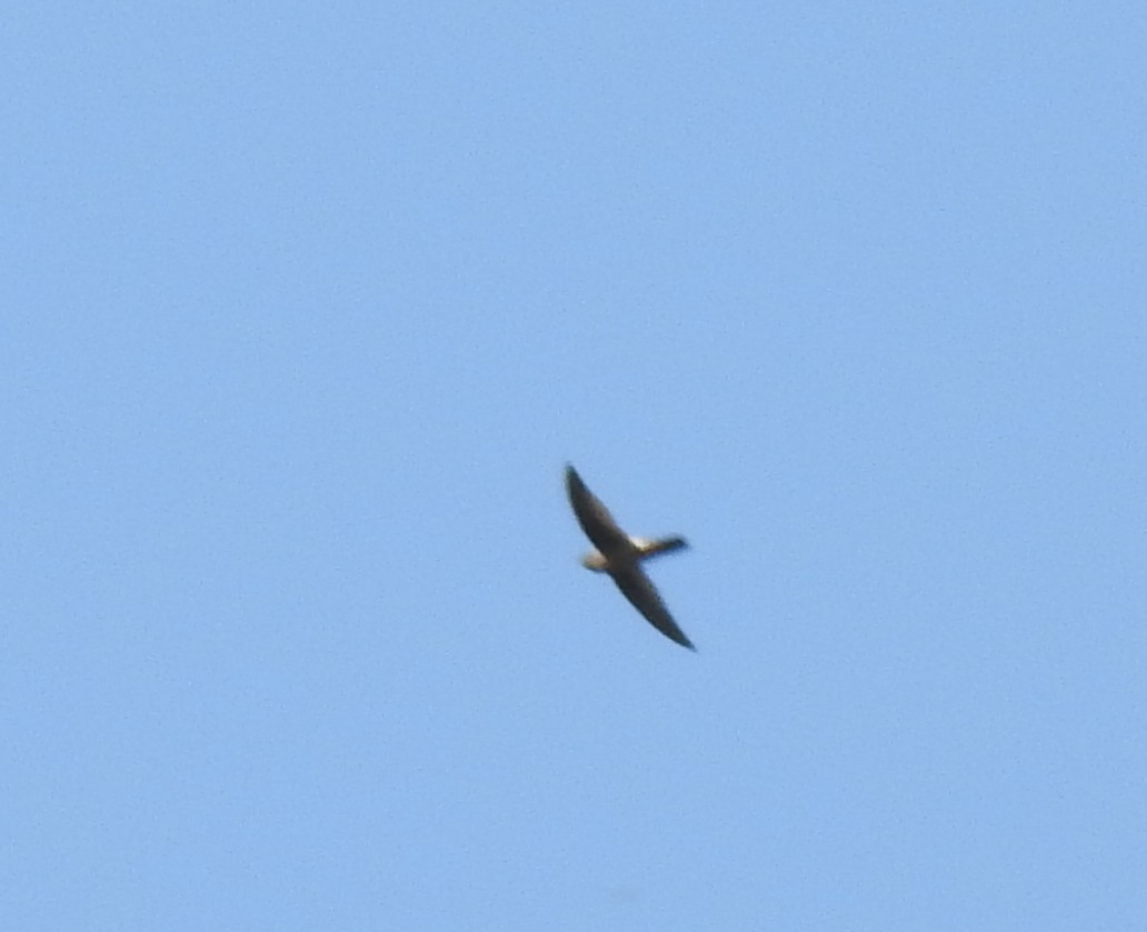 Himalayan Swiftlet - ML470263021