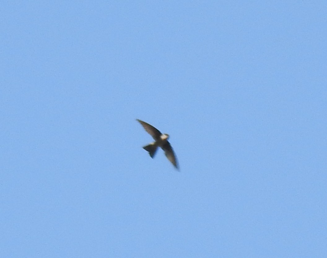 Himalayan Swiftlet - ML470263031