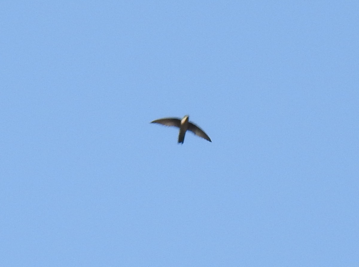 Himalayan Swiftlet - Anonymous