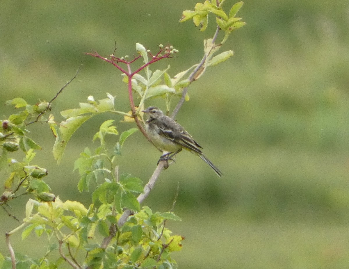 Өрнийн шар цэгцгий - ML470263501