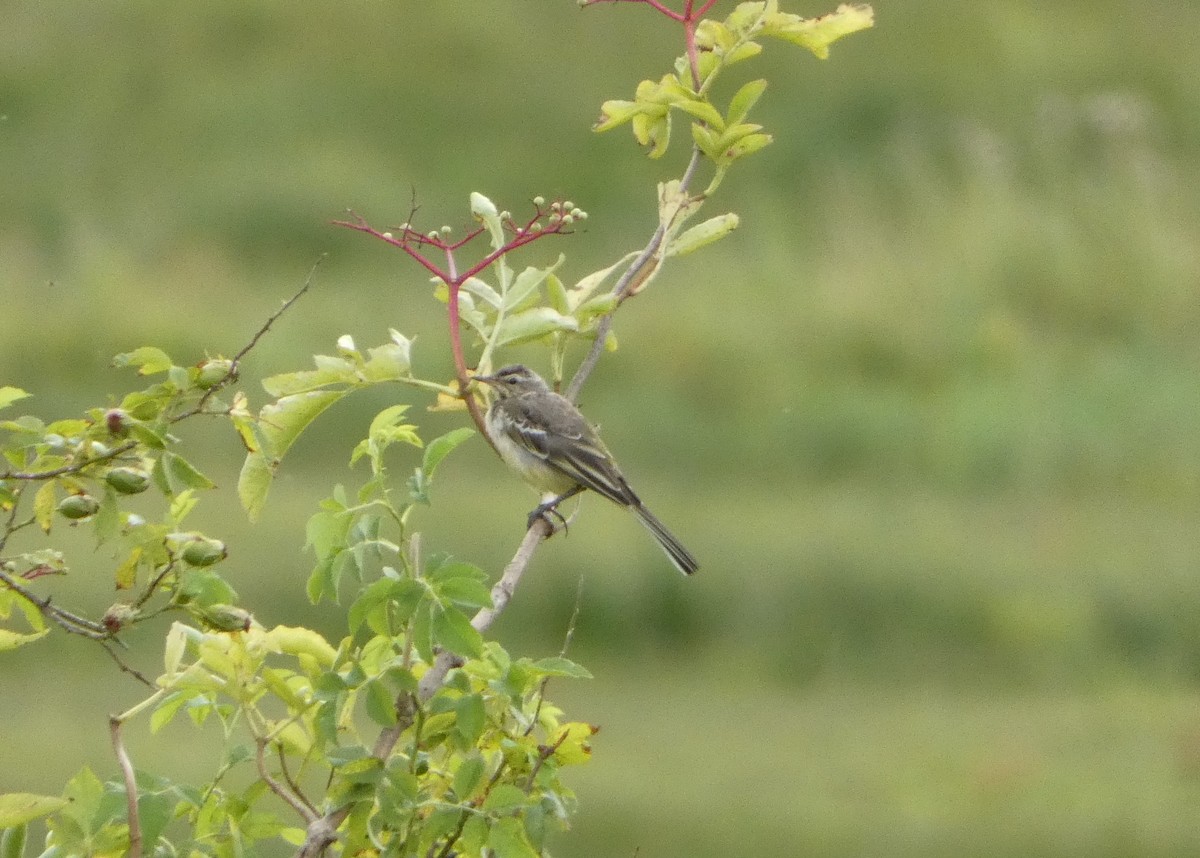 Өрнийн шар цэгцгий - ML470263511