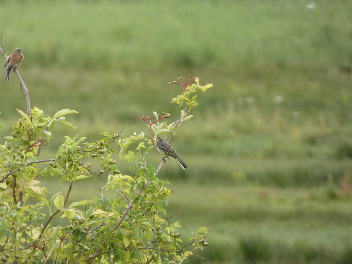 Өрнийн шар цэгцгий - ML470263541