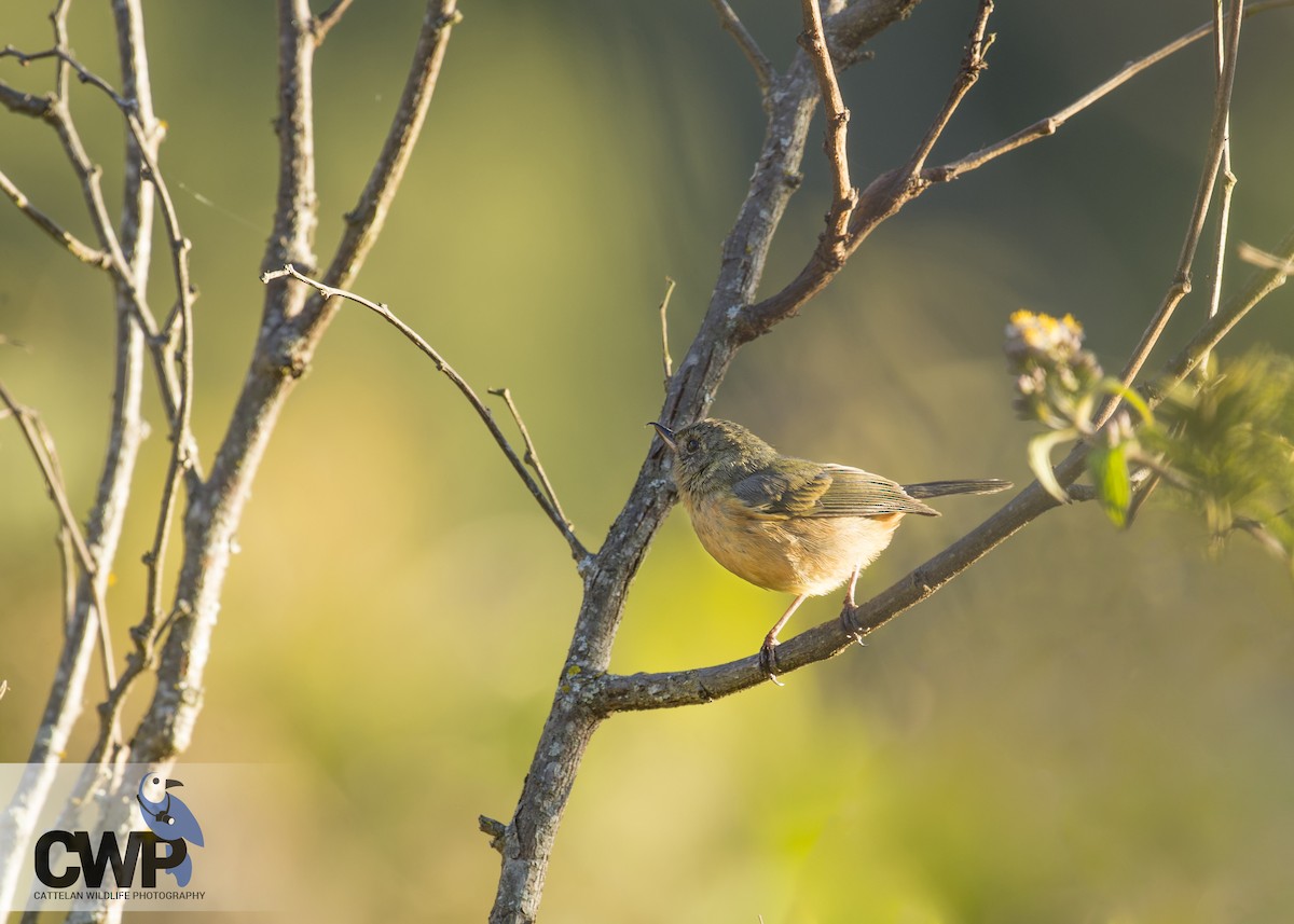 Cinnamon-bellied Flowerpiercer - ML47026391