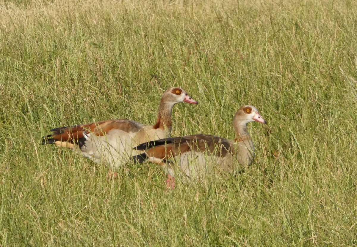 Egyptian Goose - ML470264401