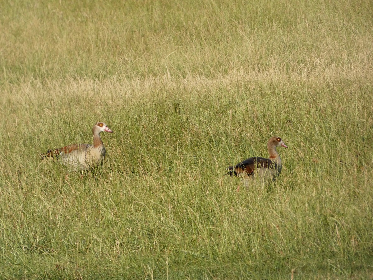 Egyptian Goose - ML470264421