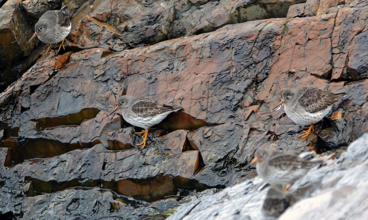 Purple Sandpiper - Michael J Good