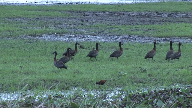 White-faced Whistling-Duck - ML470265