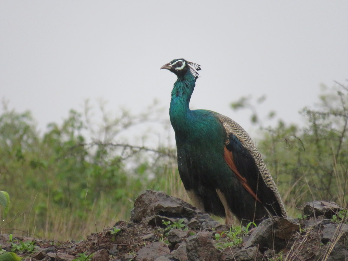 Indian Peafowl - ML470265301