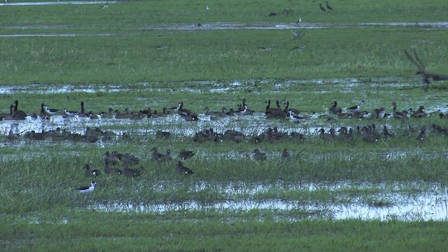 Blue-winged Teal - ML470266