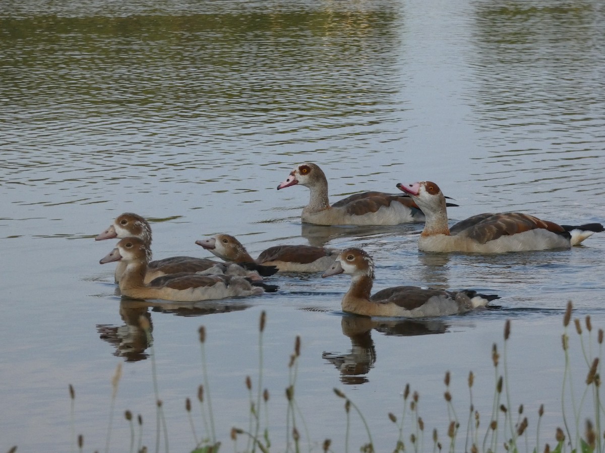 Egyptian Goose - ML470266321