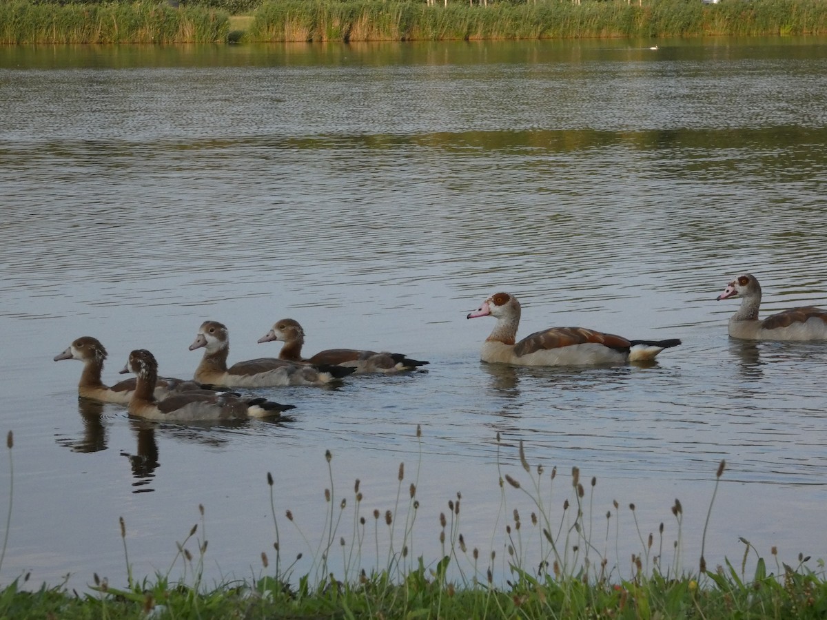 Egyptian Goose - ML470266341