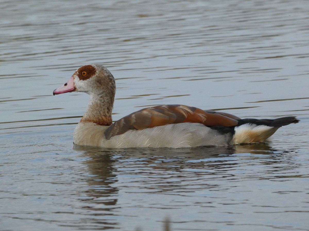 Egyptian Goose - ML470266351