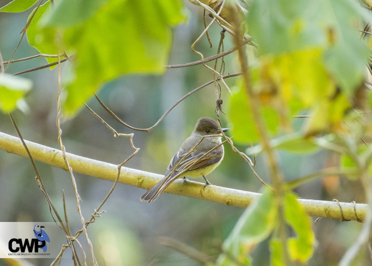 Dusky-capped Flycatcher - ML47026691