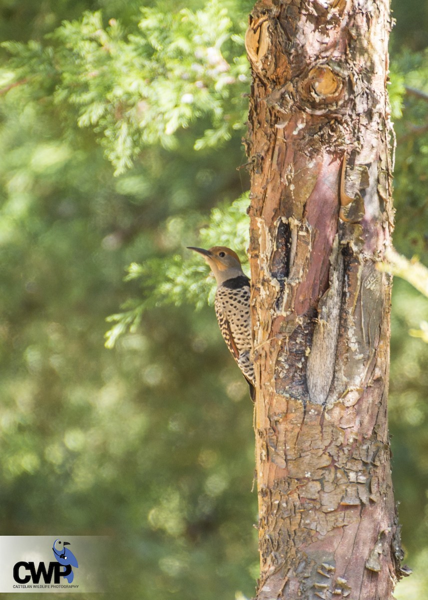 Guatemalan Flicker - ML47026781