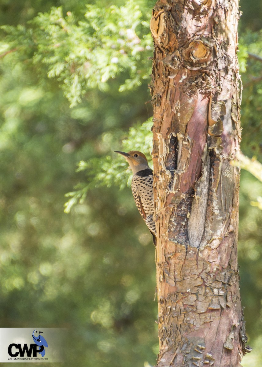 Northern Flicker (Guatemalan) - ML47026781