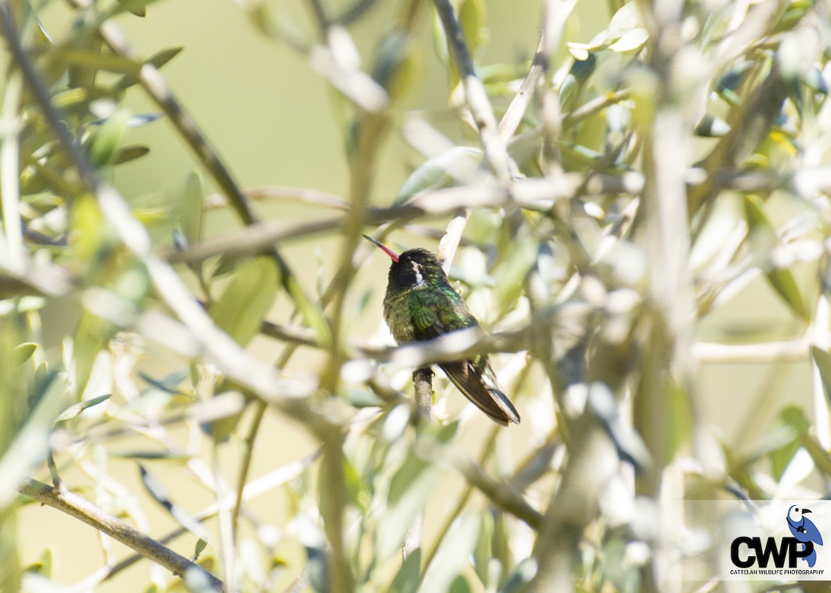 White-eared Hummingbird - ML47026911