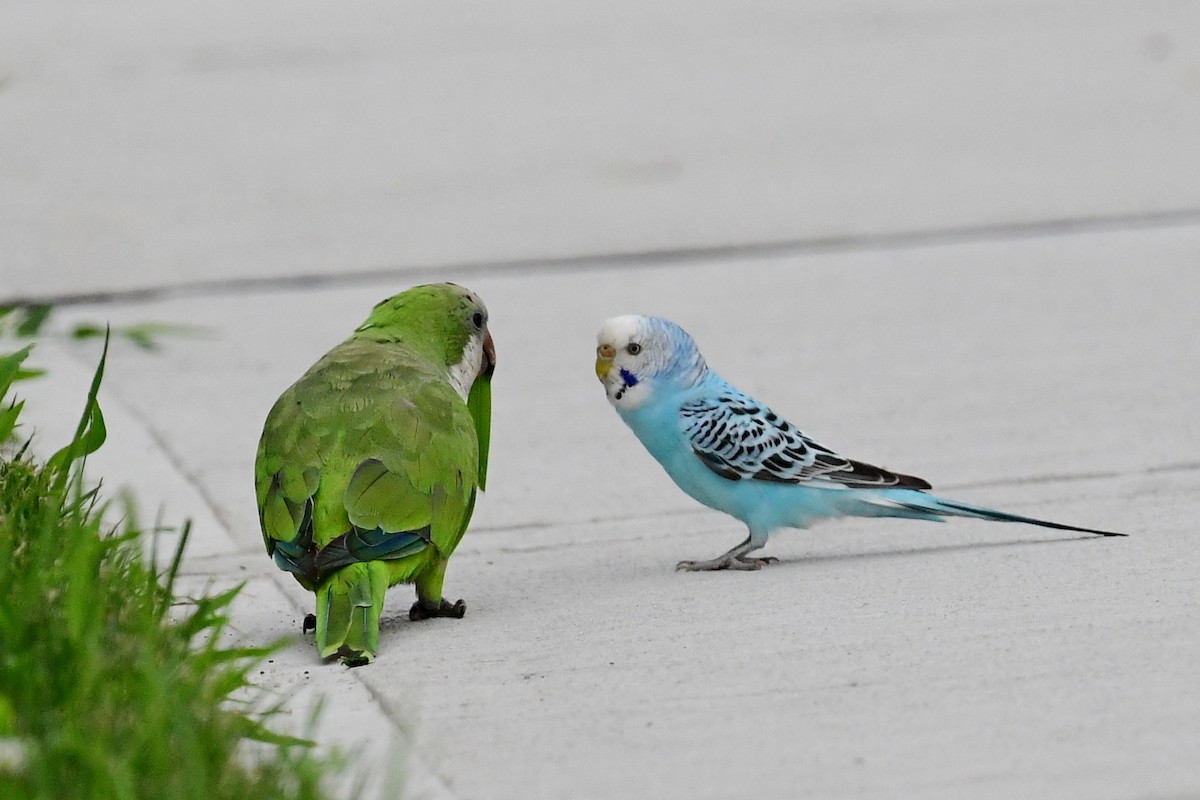 Budgerigar - Eileen Gibney