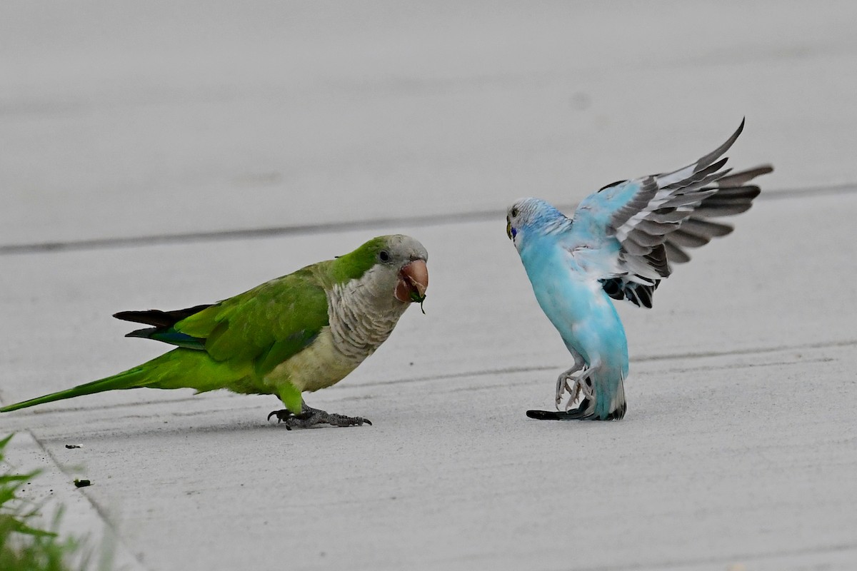 Budgerigar - ML470270071