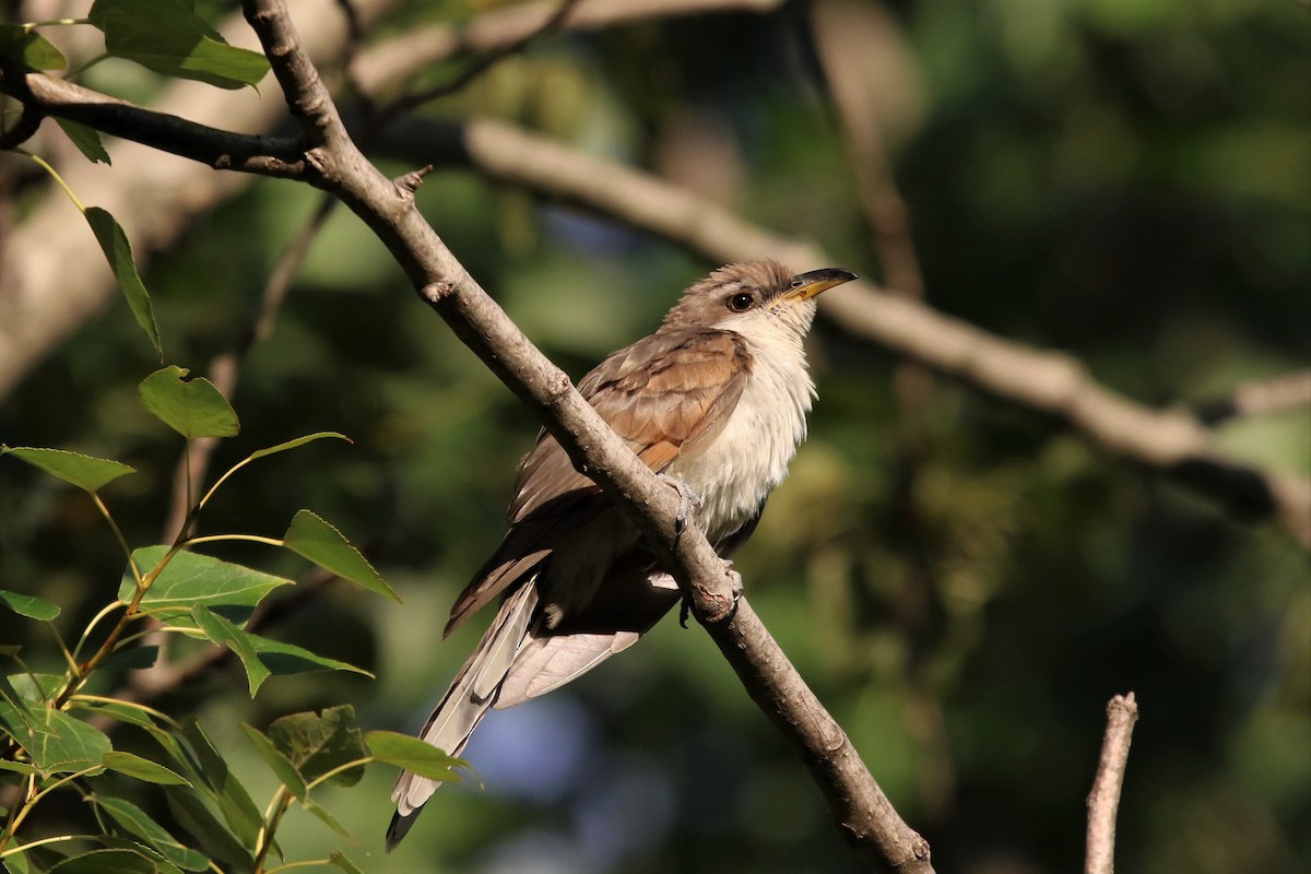 Yellow-billed Cuckoo - Deryl Nethercott