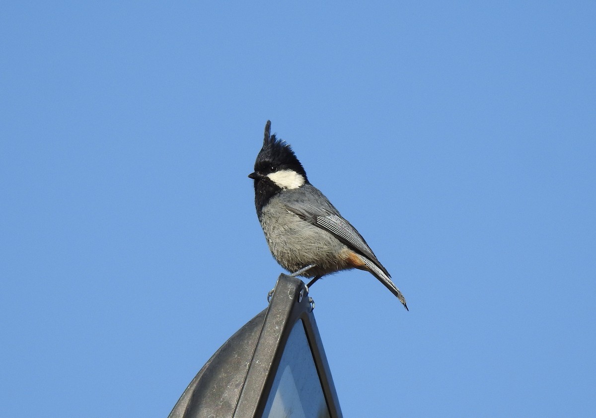 Rufous-vented Tit - Shwetha Bharathi