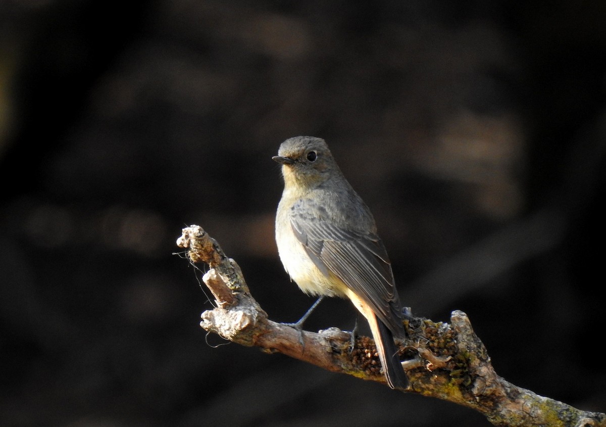 Blue-fronted Redstart - ML470272031