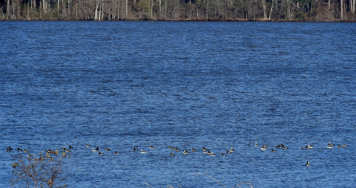 Bufflehead - ML47027271