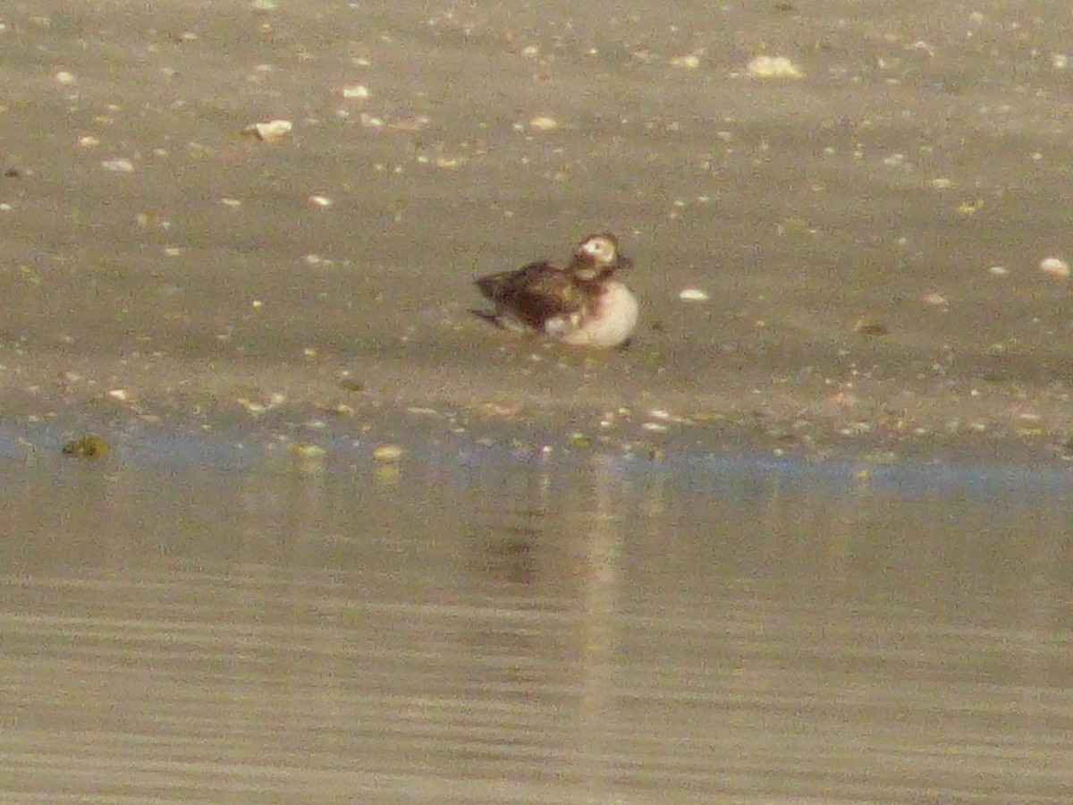 Long-tailed Duck - David True