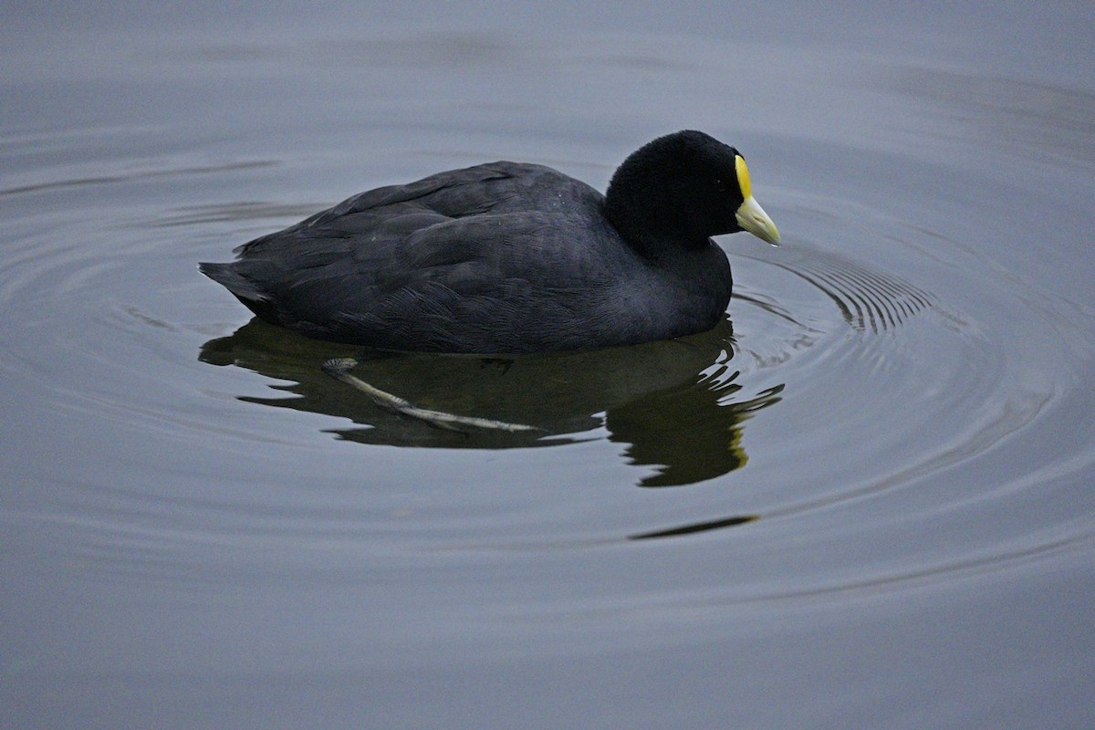 White-winged Coot - ML470275741