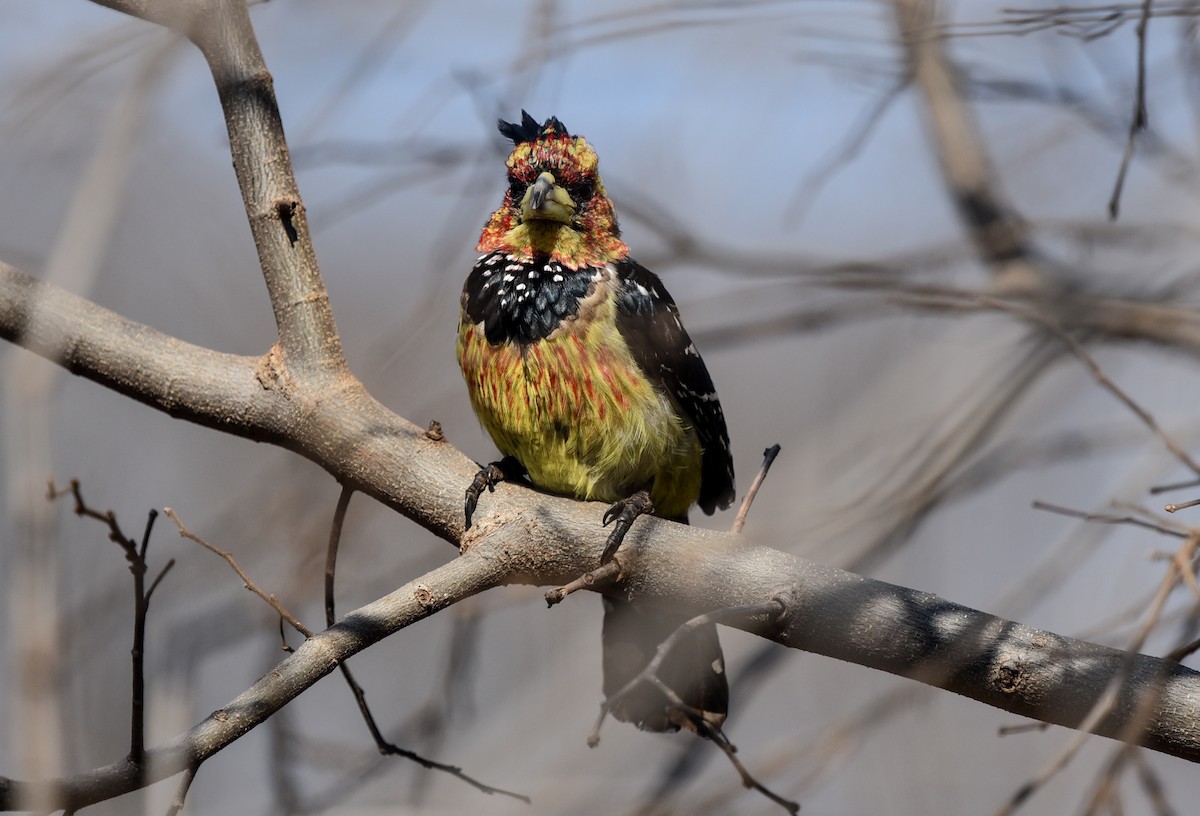 Crested Barbet - Bruce Wedderburn