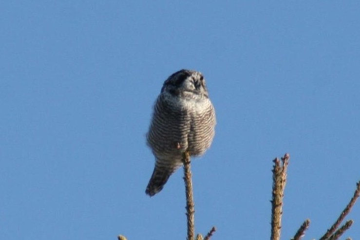 Northern Hawk Owl - Margaret Viens
