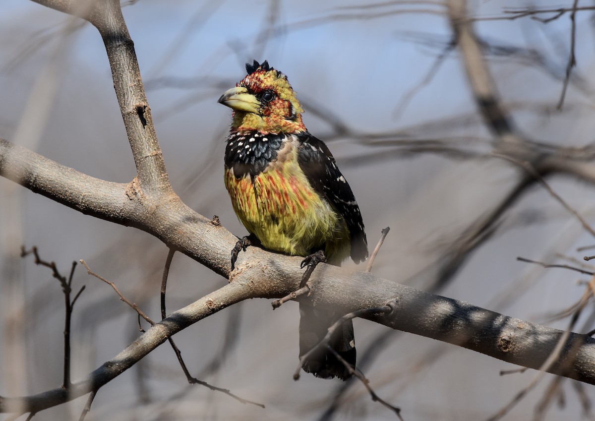 Crested Barbet - Bruce Wedderburn