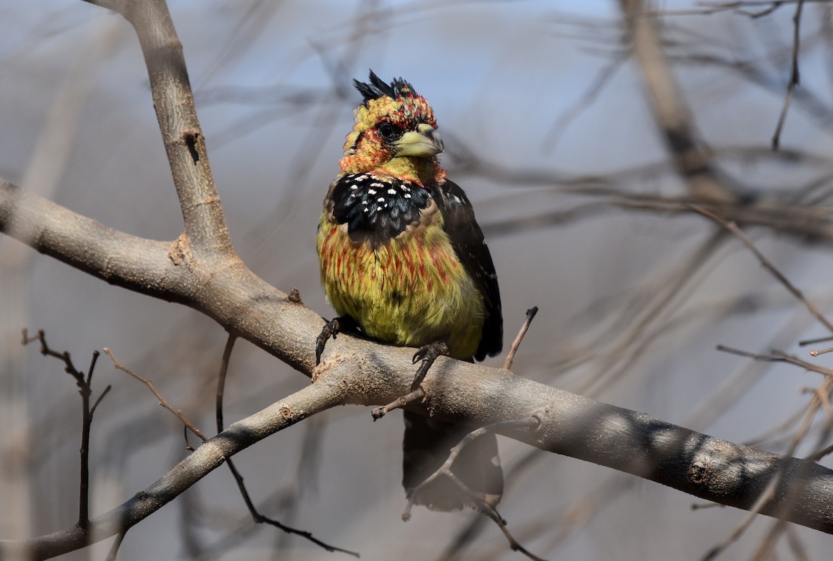 Crested Barbet - ML470276231