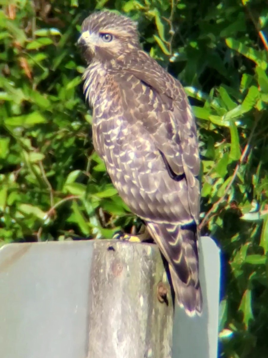 Red-shouldered Hawk - ML470276961