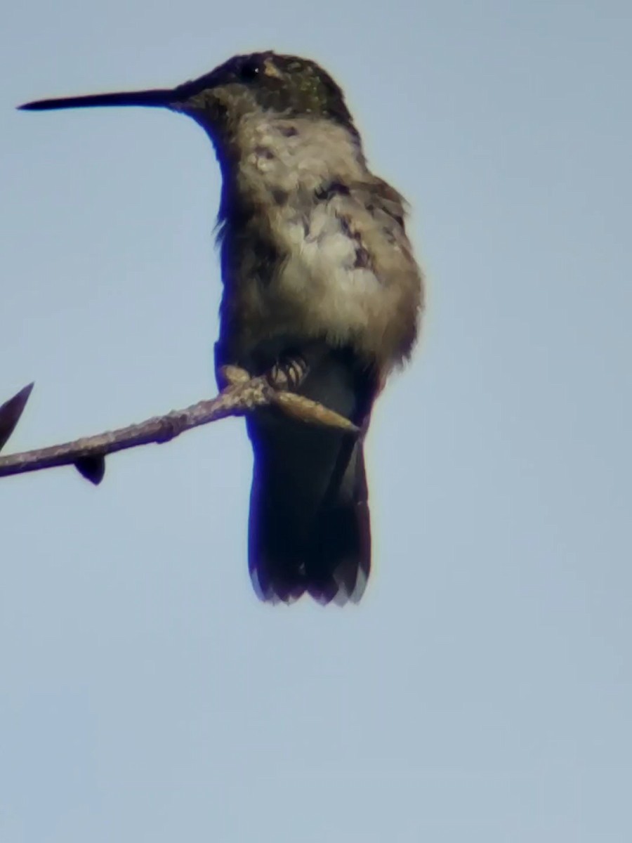 Ruby-throated Hummingbird - ML470277141