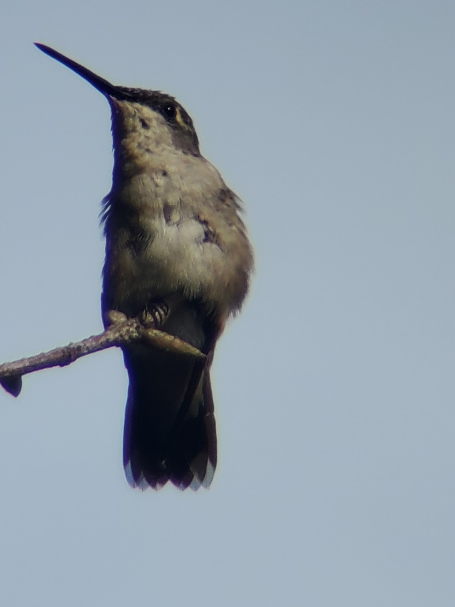 Yakut Boğazlı Kolibri - ML470277151