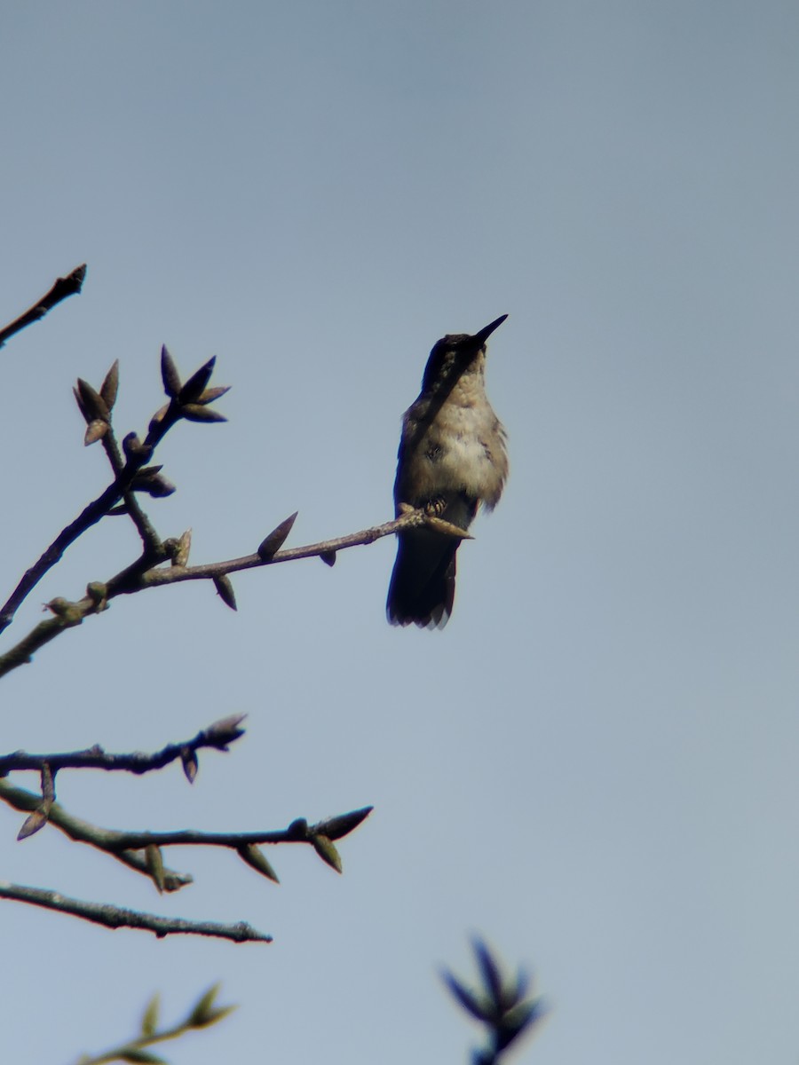 Colibrí Gorjirrubí - ML470277291