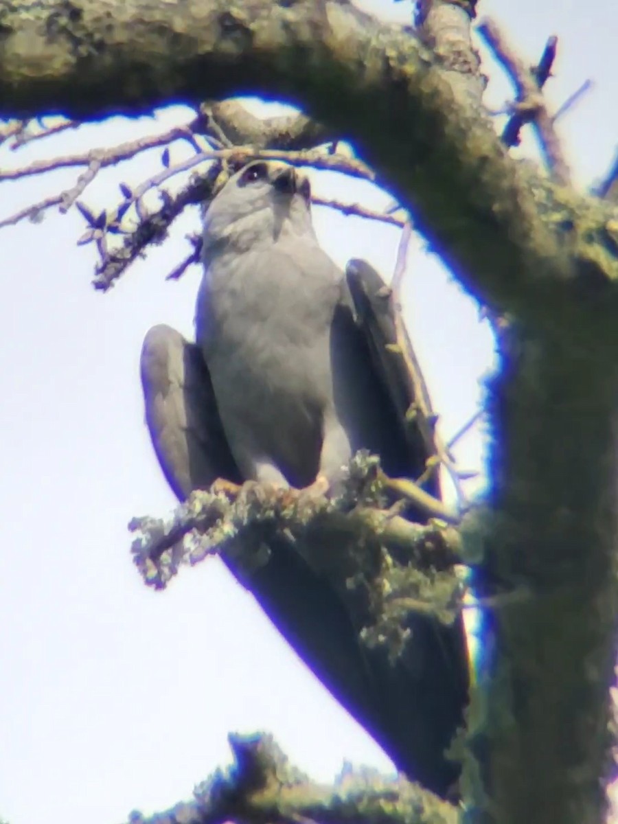 Mississippi Kite - ML470277341