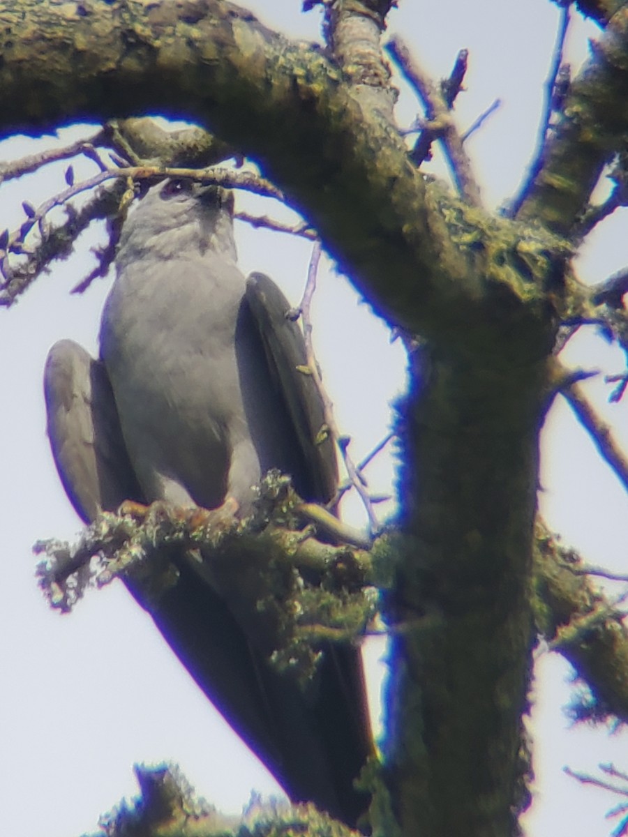 Mississippi Kite - ML470277361