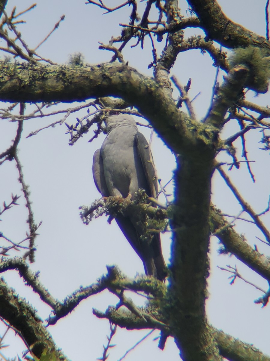 Mississippi Kite - ML470277461