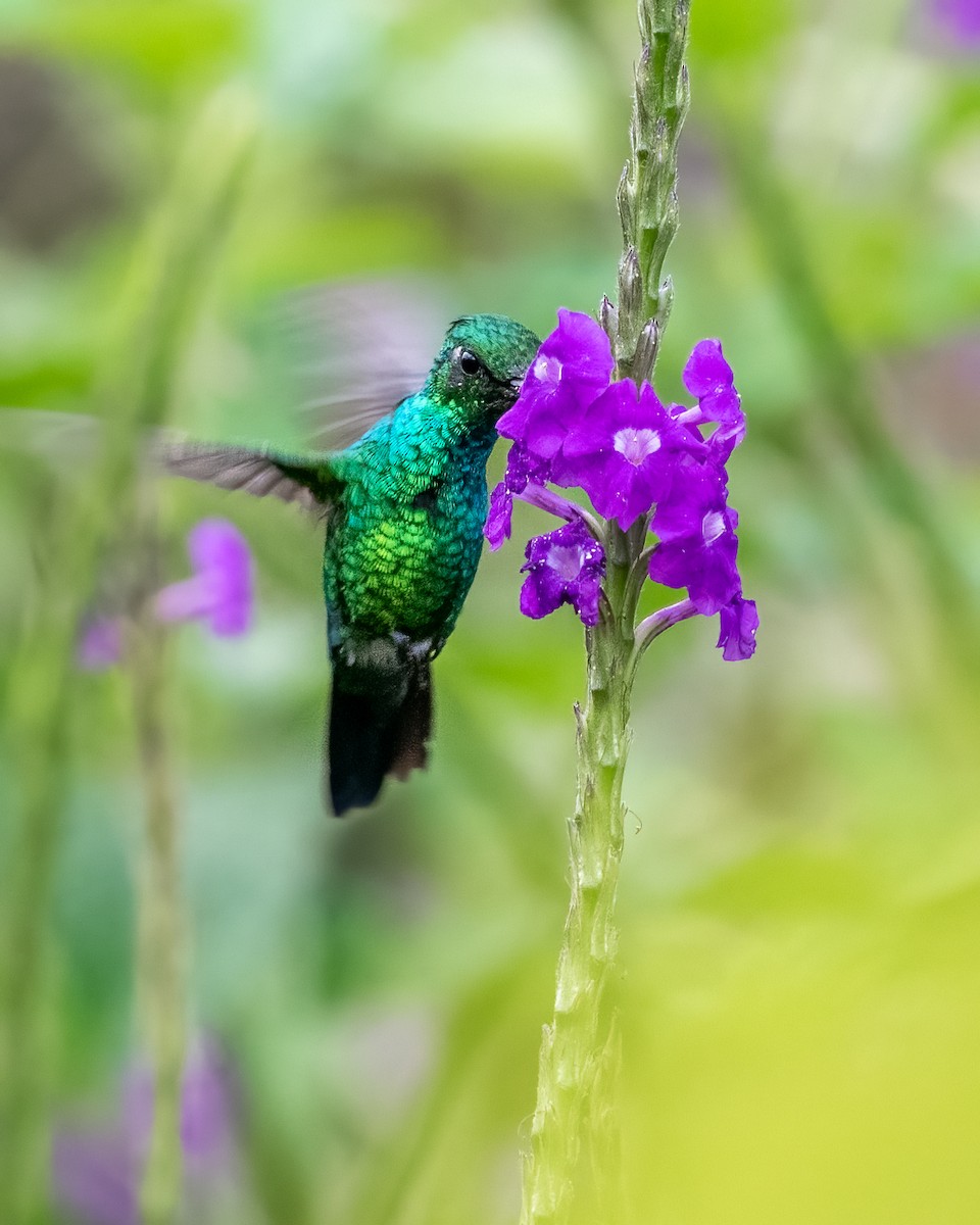 kolibřík modroocasý - ML470277601