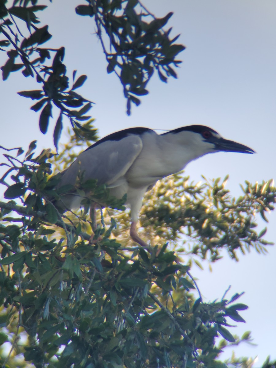 Black-crowned Night Heron - ML470278191