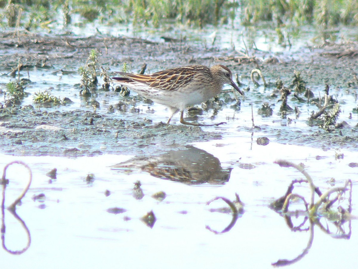 Sharp-tailed Sandpiper - ML47027991