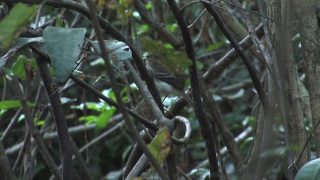 Fuscous Flycatcher (Fuscous) - ML470280