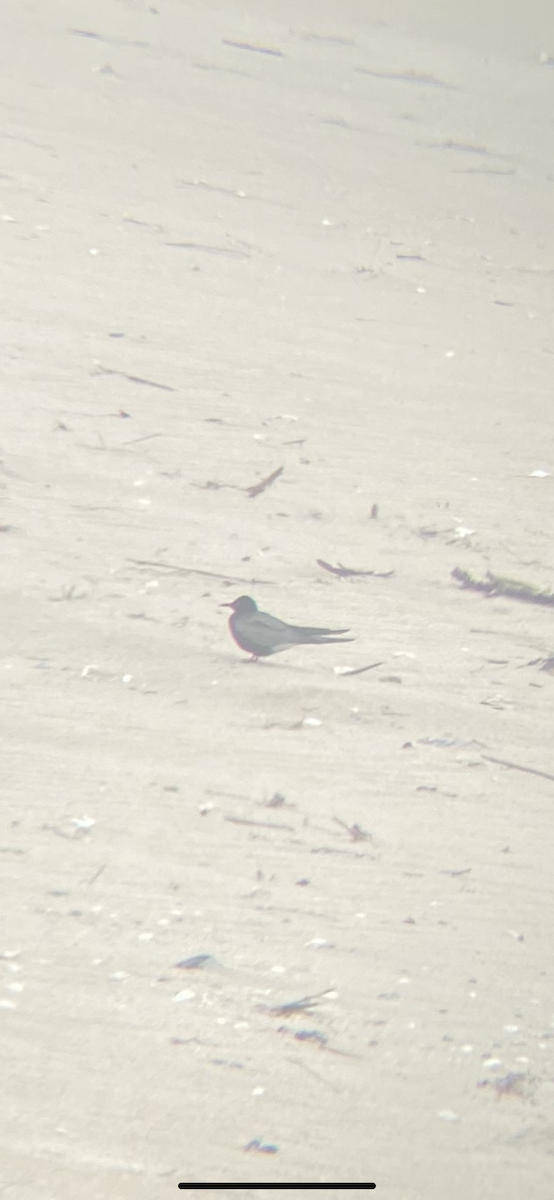 Black Tern - ML470280491