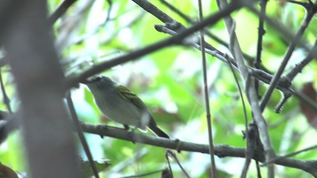 Slate-headed Tody-Flycatcher - ML470281